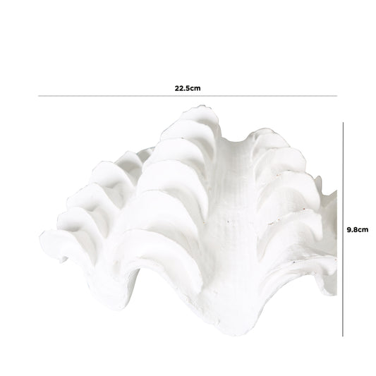 22.5cm White Shell Decoration
